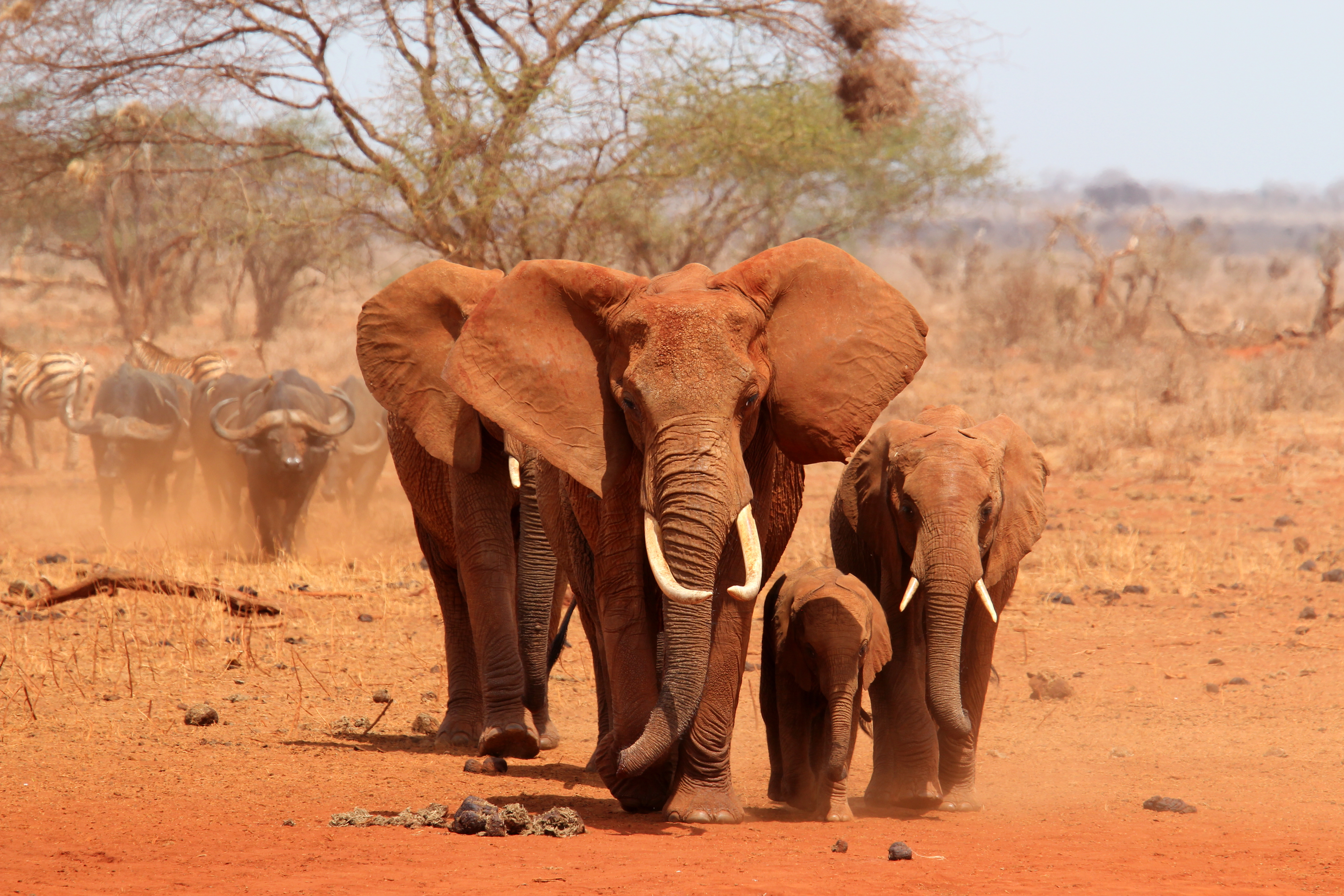 elefanti sud africa